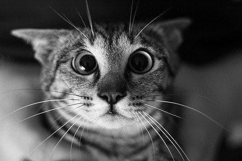 Бедные кошки