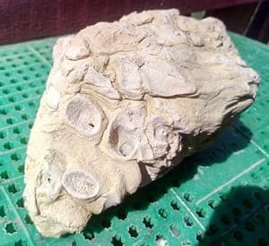 Окаменелости Волосовского района