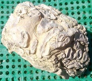 Окаменелости Волосовского района